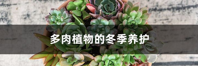 多肉植物盆栽冬季养护指南