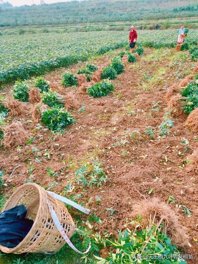 「花椒管理」青花椒适合种植的一个季节？哪时栽才早结果易活呢？