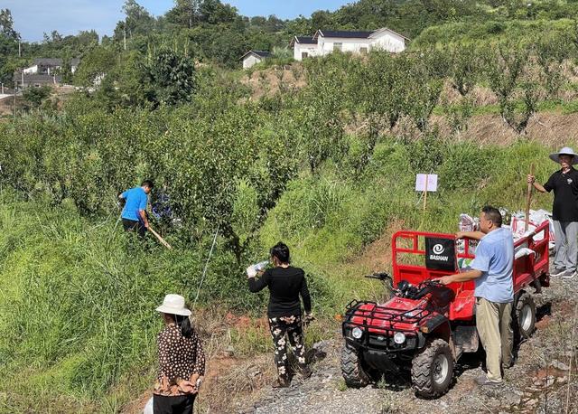 渝北打造南北大道景观产业水果带 这个美丽乡村明年凤凰李将大面积首次挂果