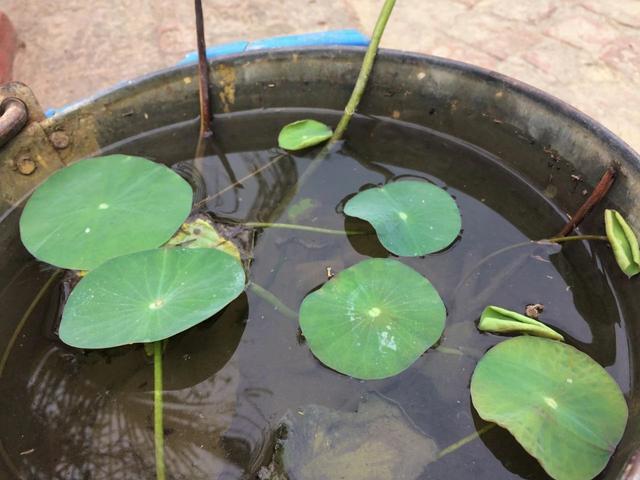 用种藕和莲子种出开花的碗莲，这些技巧都要掌握，可让它年年开花