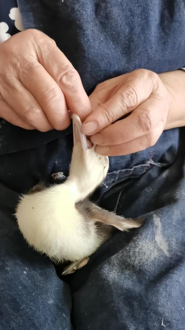 养殖环节中抗菌药减量行动迫在眉睫，减抗养殖用药规范是什么？