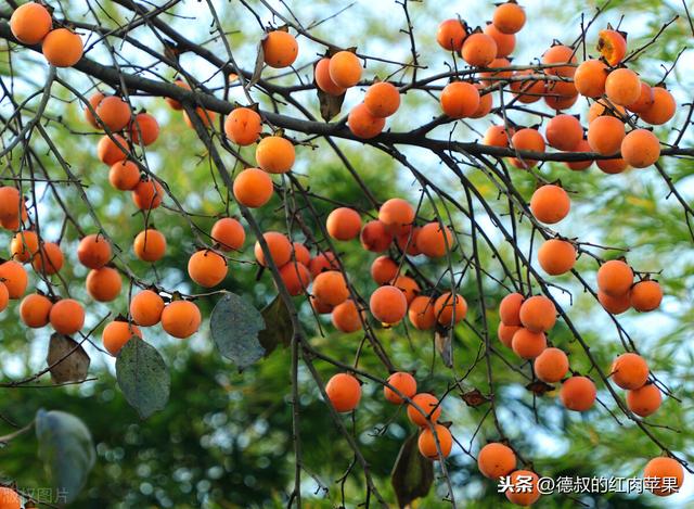 这几种果树适合在北方农村院子里种植，北方人要记住