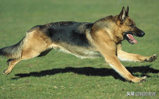 黑背犬很凶吗？这是一种会让你感动和尊敬的凶！