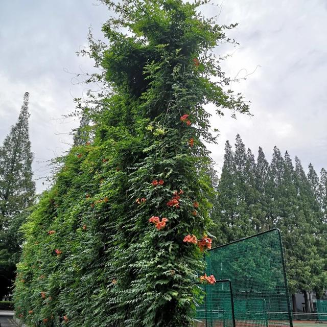 来看航拍视频！魔都的夏天，爬山虎亮了