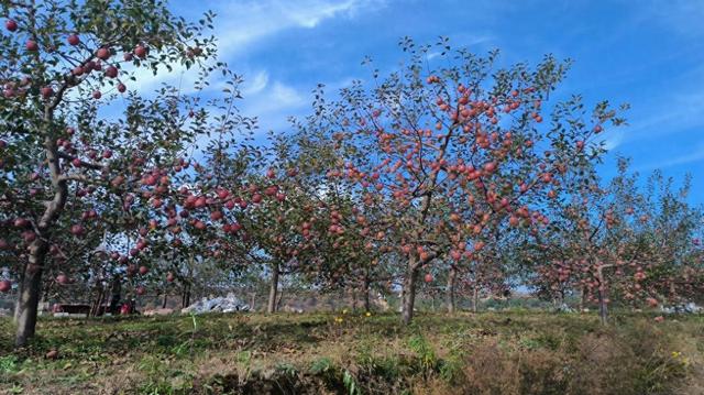 每亩多收入1200元 免袋苹果种植受果农青睐