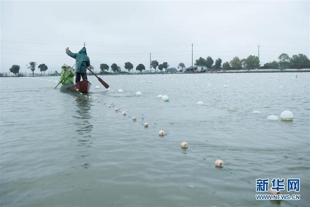 浙江诸暨：绿色生态养殖推动“珍珠之乡”产业升级