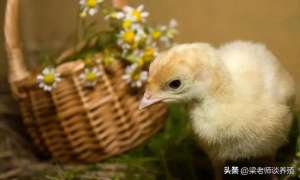 肉食鸡的养殖技术(养土鸡须知道三个秘诀养鸡人肯定不知道)