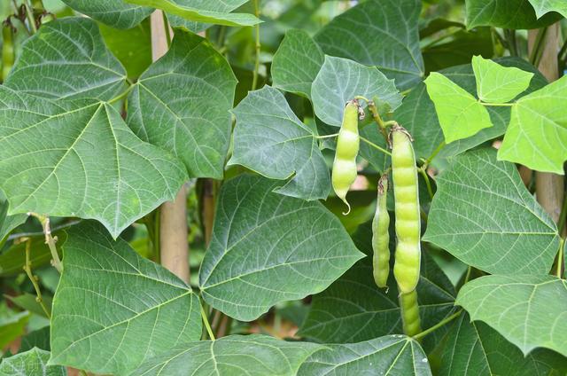 优质豆薯的栽培技术，学会科学种植方法，才能更有效提高产量