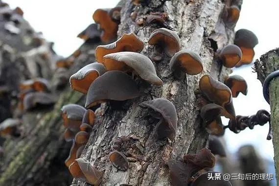 木耳怎么种植？通过这9个方面的学习让木耳种植不再困难