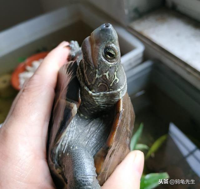 只有草龟才有资格叫乌龟，鸫龟先生干货分享草龟饲养全套解决方案