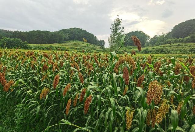 清镇市上水村：高粱红稻花香 美丽乡村好景象