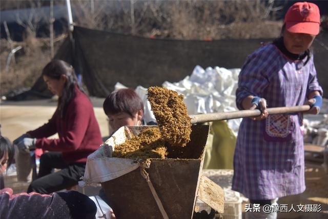 农村千万富翁发家史：玉米芯种出“植物黄金”，年收入300多万