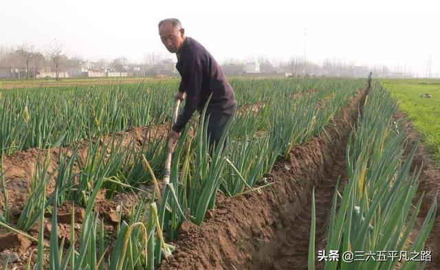 白露节气已到，“白露葱”什么时候种植比较好？要注意哪些问题？