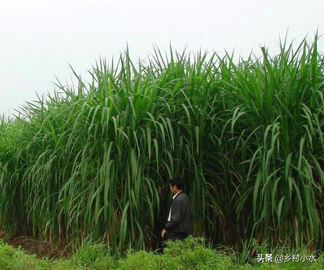 亩产达30吨，植株高5米，“甜象草”凭什么被养殖户青睐？