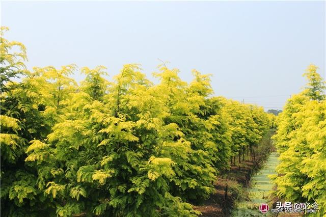 乡土水生植物应用越来越受重视，“钱”景不错