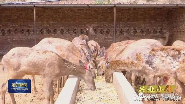 延安：养殖  棚栽双轮驱动 群众脱贫又致富