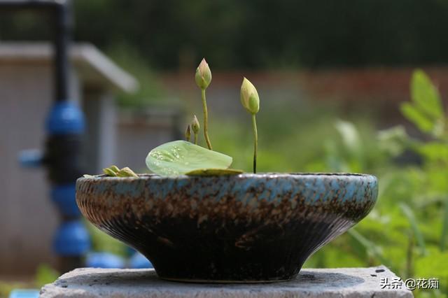 种了3年碗莲，一次花没开，最后收获一堆菜藕，这下吃不完了