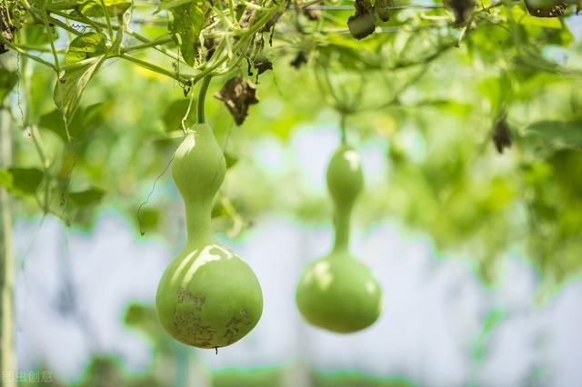 小葫芦种植方法