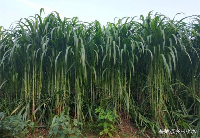 亩产达30吨，植株高5米，“甜象草”凭什么被养殖户青睐？