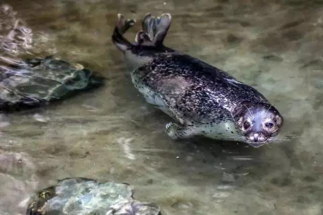 趵突泉里养海豹，让企鹅背书包，这样好吗？