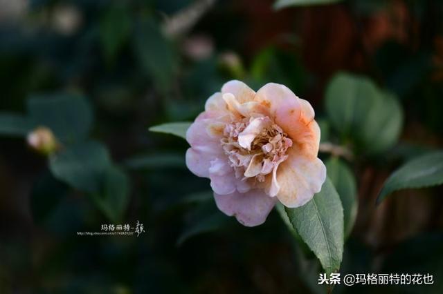 速冻后的花园植物们，你还活着吗？｜园丁