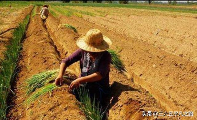 白露节气已到，“白露葱”什么时候种植比较好？要注意哪些问题？