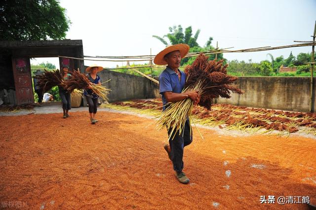 高粱是怎么活下来的？种植高粱效益比玉米高为什么人们不大量种植