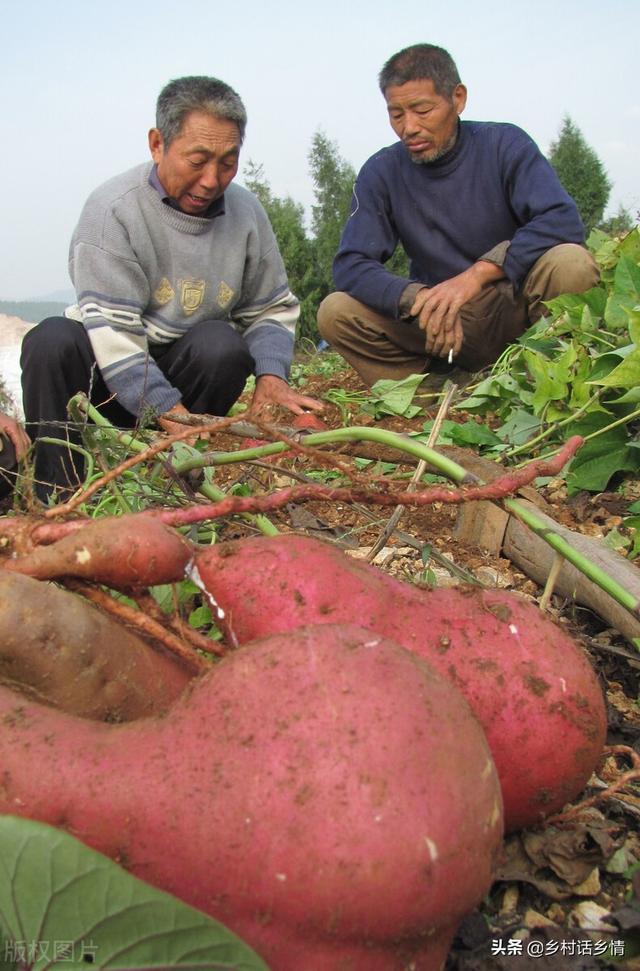 红薯移栽有讲究，照这种方法插栽，每棵多结三个以上红薯