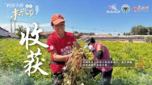 黑皮花生种植(大学生扎根结硕果，黑花生变身“金豆豆”)