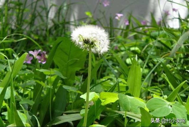 农村除了种粮食、水果赚钱外，种蒲公英就挺不错，高产你会种吗？