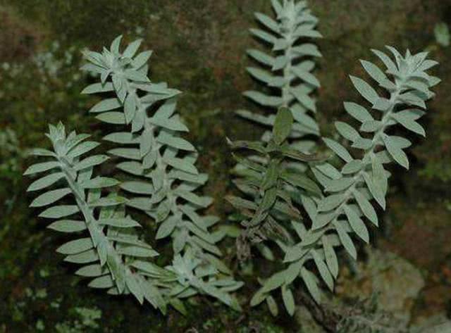 此野草很是珍贵，遇见定要珍惜，它是“沙氏鹿茸草”，230元一斤