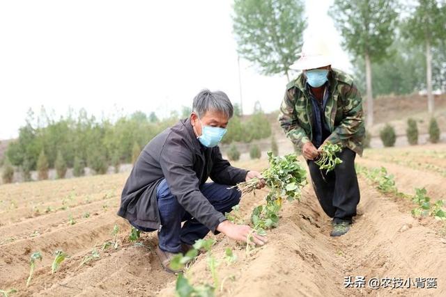 红薯藤蔓育苗和薯块育苗有何不同？红薯平栽、直栽、斜栽哪种好？