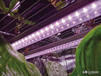 怎样给热带植物搭建一个家用温室？