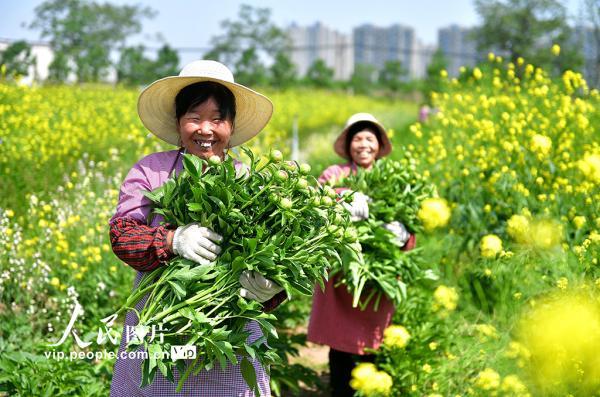 河南洛阳：芍药鲜切花 铺就致富路