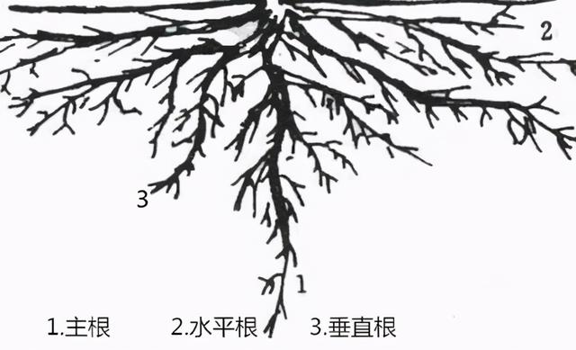 山楂高产种植技术-高品质高收益