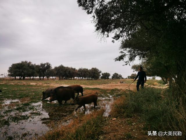 生态野猪“拱开”致富门