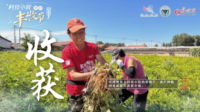 大学生扎根结硕果，黑花生变身“金豆豆”