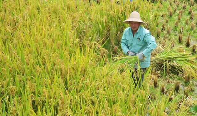 70岁大爷自家无水田，却种出18000多斤稻谷，村民主动放弃锻炼