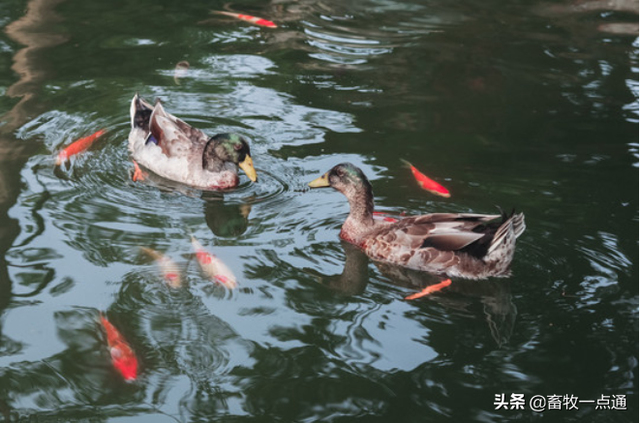 种用番鸭的饲养管理