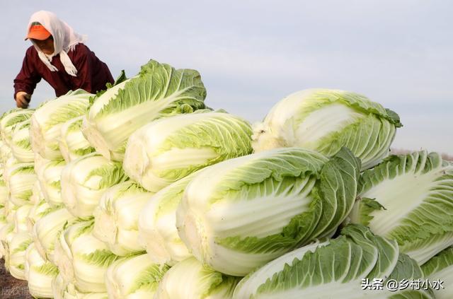 秋白菜什么时候种植？如何种植出苗快、包心好？老农种植经验分享