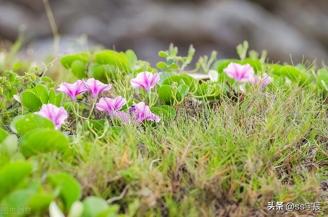 路边的野花不要采，直接搬回家种起来，喇叭花的种植养护