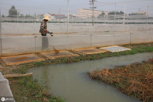 养殖青蛙不挣钱？其实是时间卡不住，这几个时间上市挣钱几率大