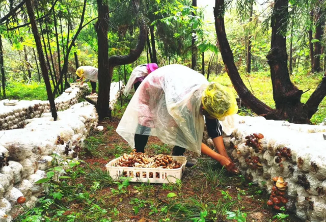 600万棒林下茶树菇迎大丰收！贵州岑巩县农民喜摘“发财菇”