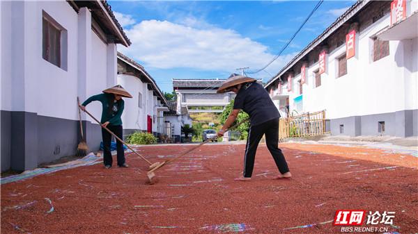 怀化溆浦这片红高粱地“红”了，不仅是网红打卡地，还是农户们的致富宝地