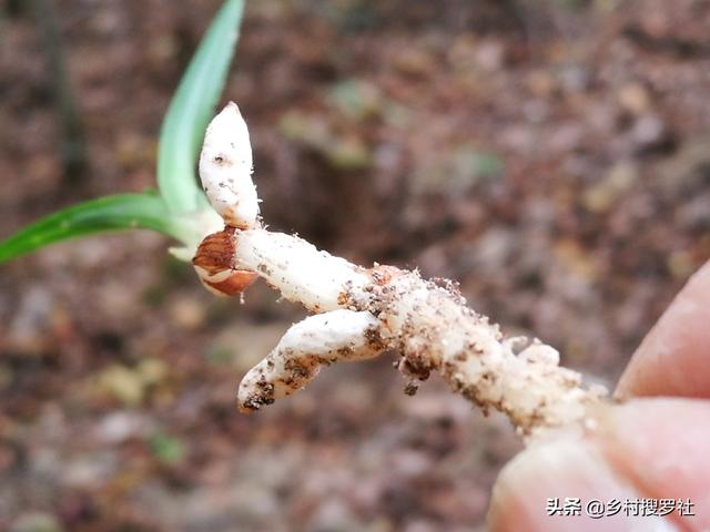 兰花种植究竟用什么土好？理论与实践结合，新手也能学会养兰花