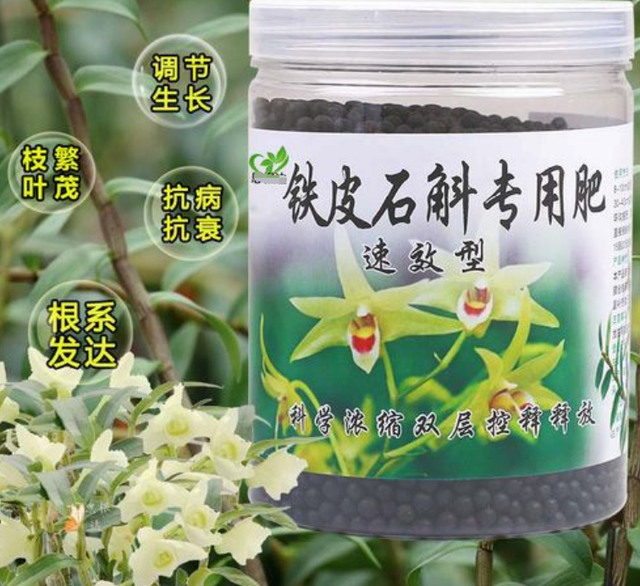 想种植铁皮石斛？这些环境条件要控制好，种植方法分享给大家