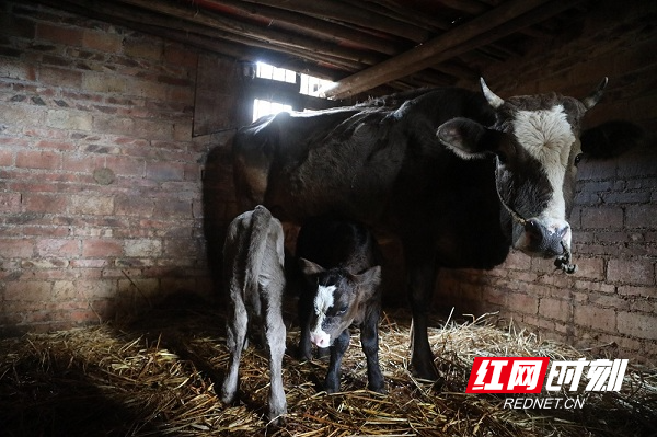 永州新田：牛牛牛！牛妈妈生下双胞胎，几率仅五万分之一