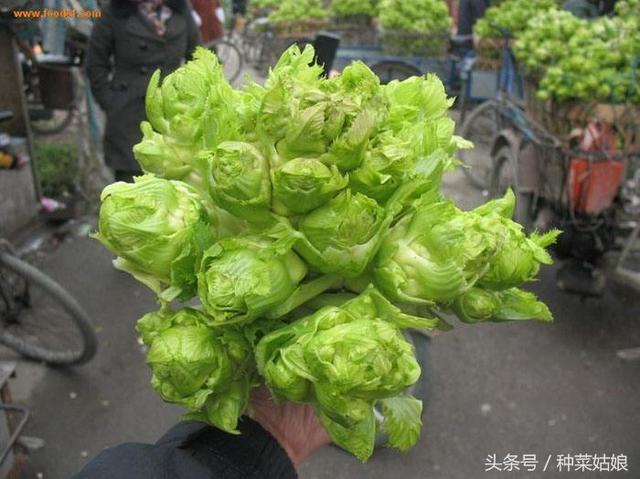 儿菜种植很简单，种几棵，一个春天有菜吃