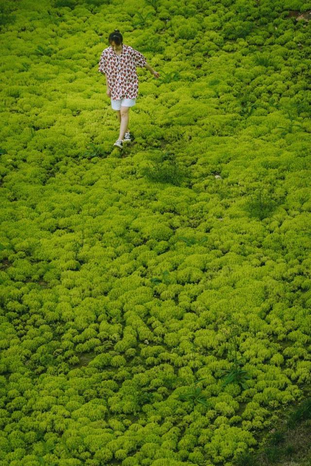 河南1高校屋顶装植物空调365天不浇水，一层土生长隔热降温，啥样