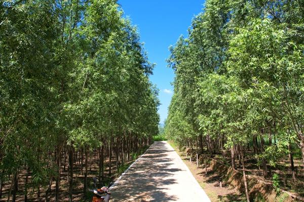 山西秀河种植：五载造“绿”路 扮靓泥河村